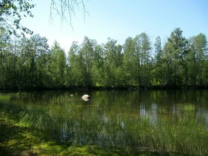 Тарасовское ленинградская область