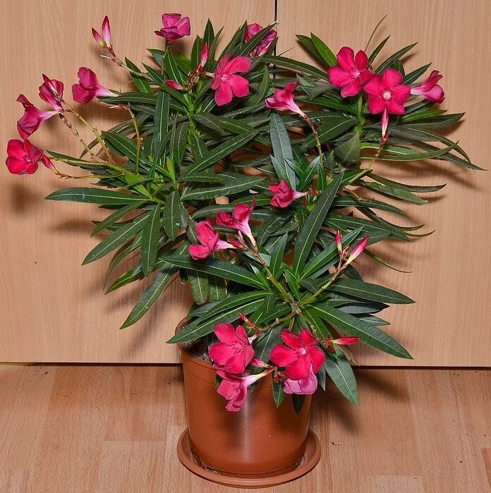 олеандр обыкновенный. олеандр обыкновенный. цветок олеандр домашний. олеандр розовый комнатный.