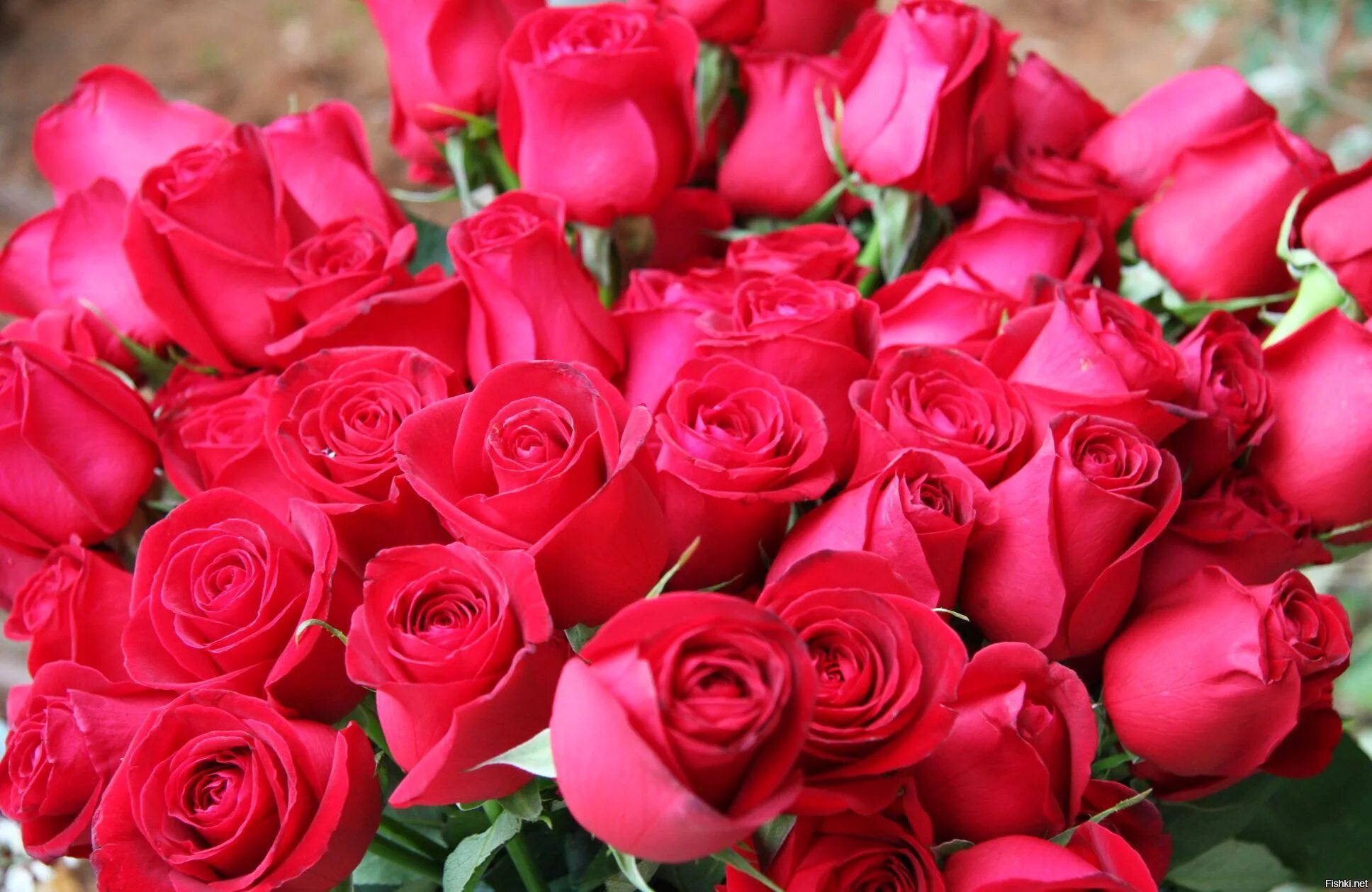 Пышные розы текст. Красивый букет роз. Шикарный букет роз. Красивые букеты с днём рождения.