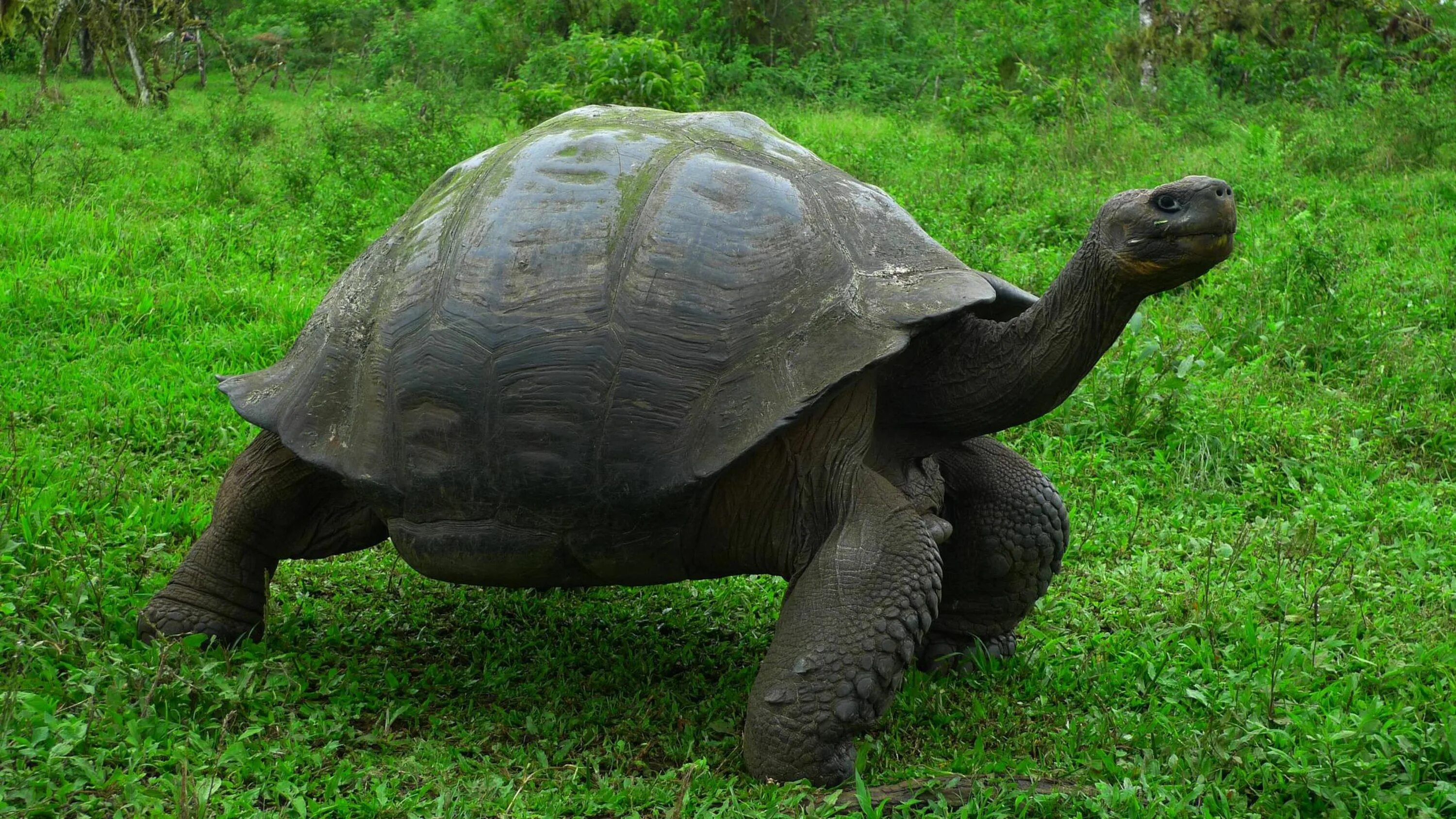 Галапагосская черепаха. Галапагосская гигантская черепаха. Галапагосские острова черепахи. Слоновая черепаха. Абингдонская слоновая
