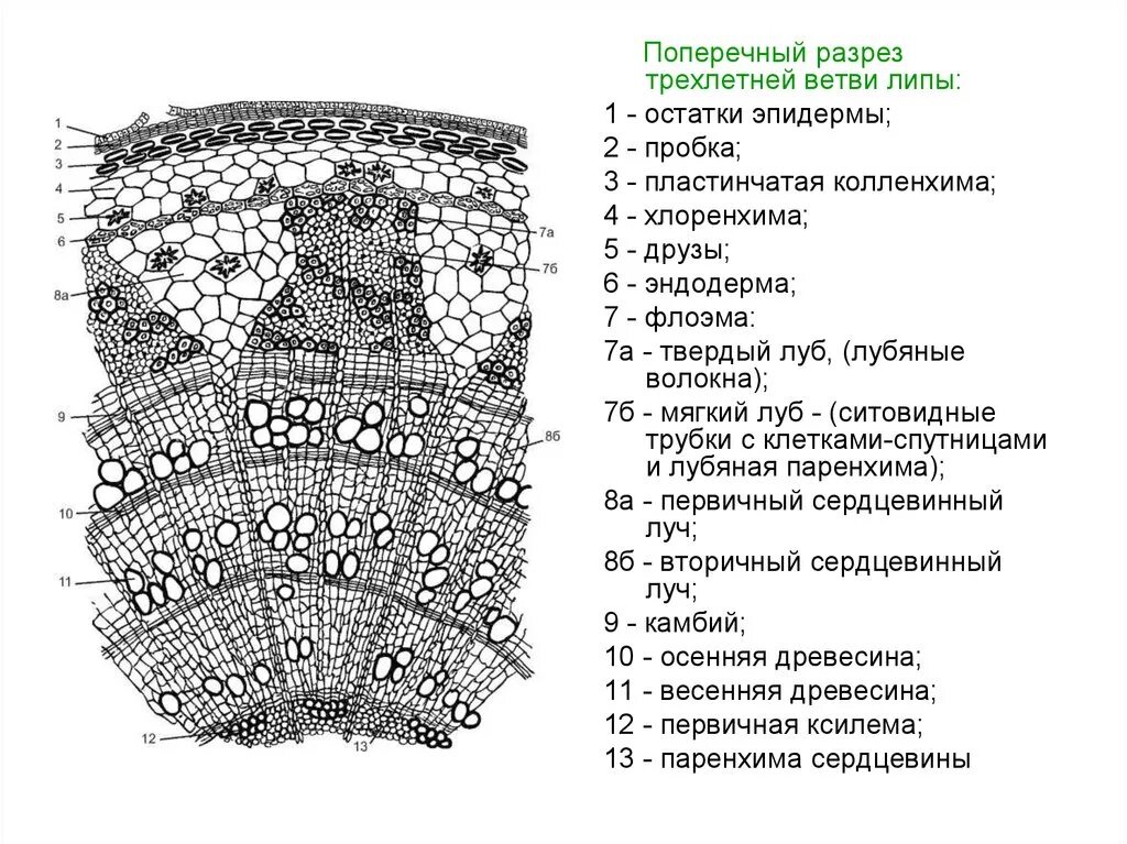 Поперечного среза стебля растения. Многолетний стебель липы поперечный срез. Строение стебля двудольного древесного растения. Строение стебля древесного растения липы мелколистной. Поперечный срез стебля липы.