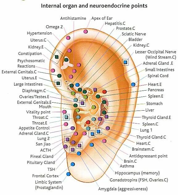 Проекция органов на ушной раковине аурикулотерапия. Аурикулотерапия.акупунктурные точки. Аурикулярная акупунктура. Ухо точки акупунктуры. Internal pointing