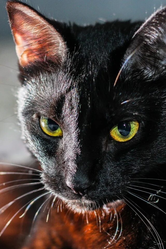 Cat meaning. Чёрный кот. Морда черного кота. Кот с желтыми глазами. Глаза кошки.