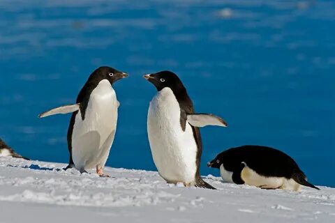Pinguin