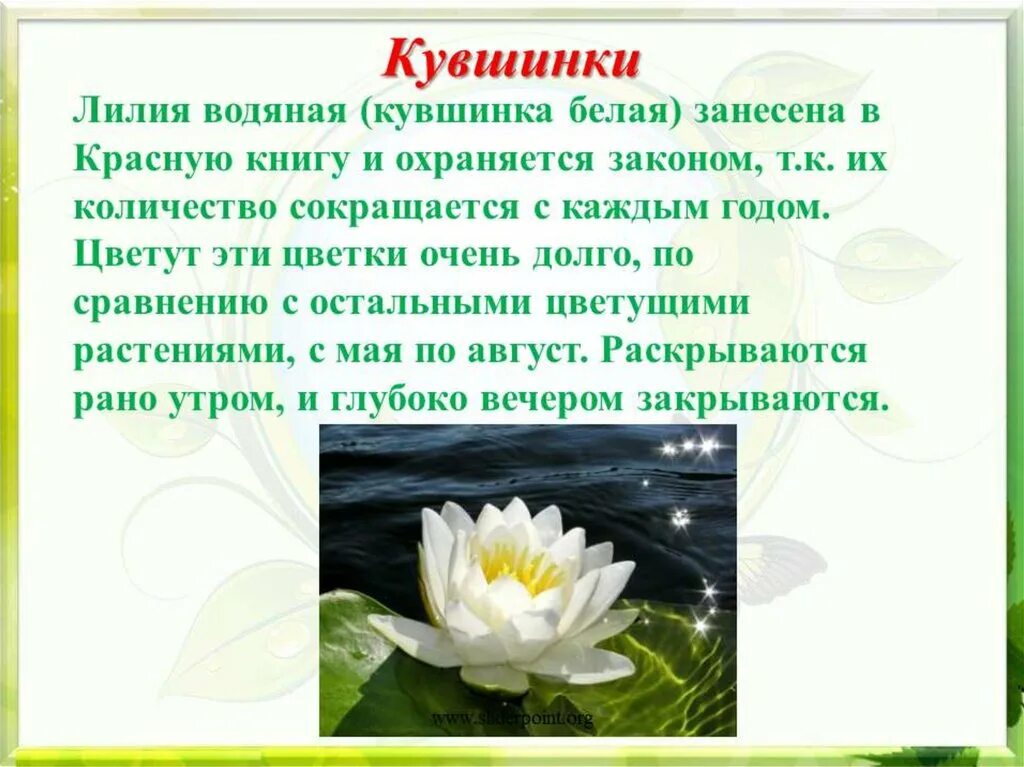 Сообщение про растение 4 класс окружающий мир