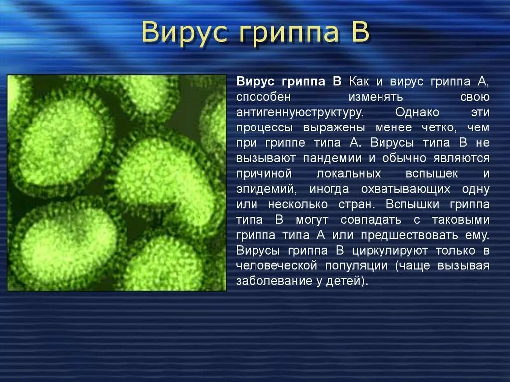 Информация о вирусе гриппа. Вирус гриппа сообщение по биологии. Сообщение о вирусах. Вирус гриппа кратко. Биология 8 вирусы