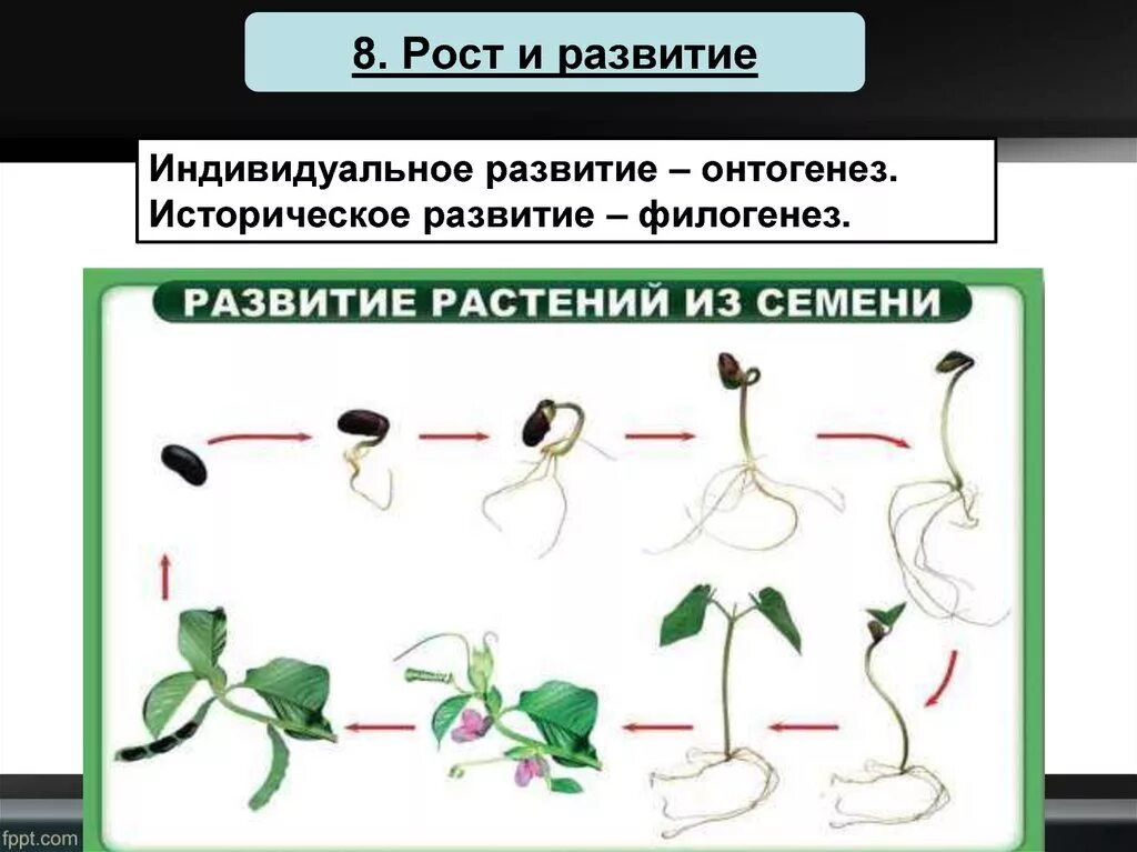 Индивидуальное развитие растений. Рост и развитие растений. Развитие растения из семени. Этапы индивидуального развития растений.