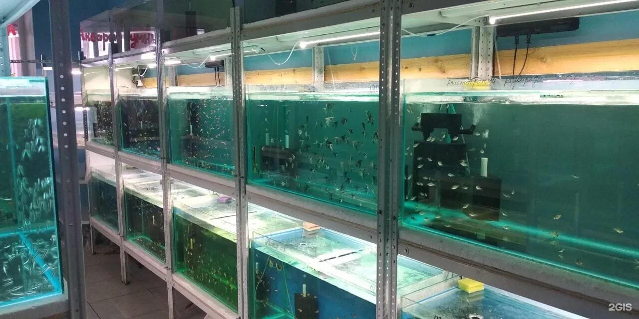 Аквариумные рыбки Оренбург. Фото магазин с аквариумныии рыбками г.Псков. Аквафиш. Купить аквариум в оренбурге