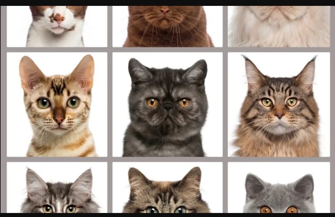 Какую кошку можно. Разнообразие пород кошек. Типы кошачьих мордочек. Типы кошачьих морд. Породы кошек на одной картинке.
