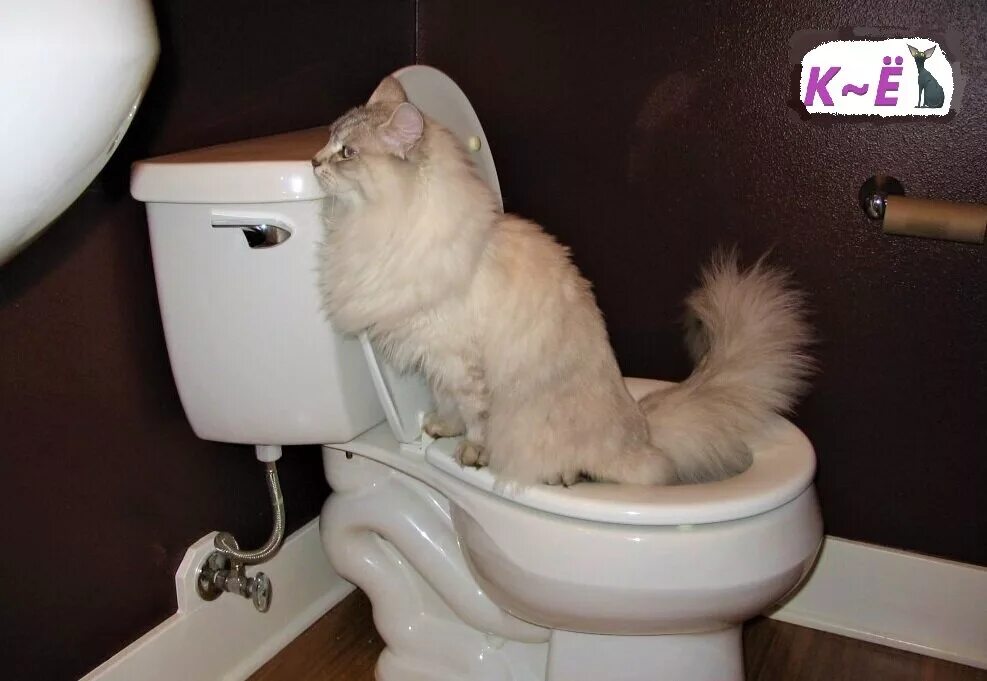 Котенок сутки не ходил в туалет. Научить кота ходить в унитаз. Котенок в унитазе. Котенок в унитазе. Кот ходит в туалет.