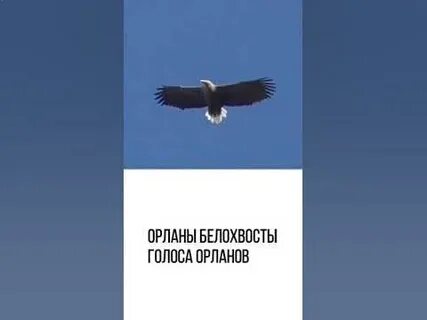 Крик орла mp3