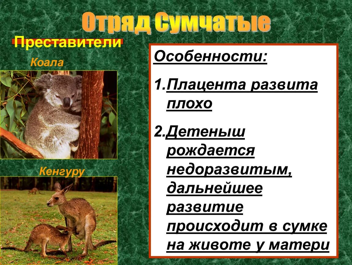Характерные особенности животных класса млекопитающие. Отряд сумчатые признаки отряда. сумчатые звери представители. класс млекопитающие отряд сумчатые. отряд сумчатые таблица.