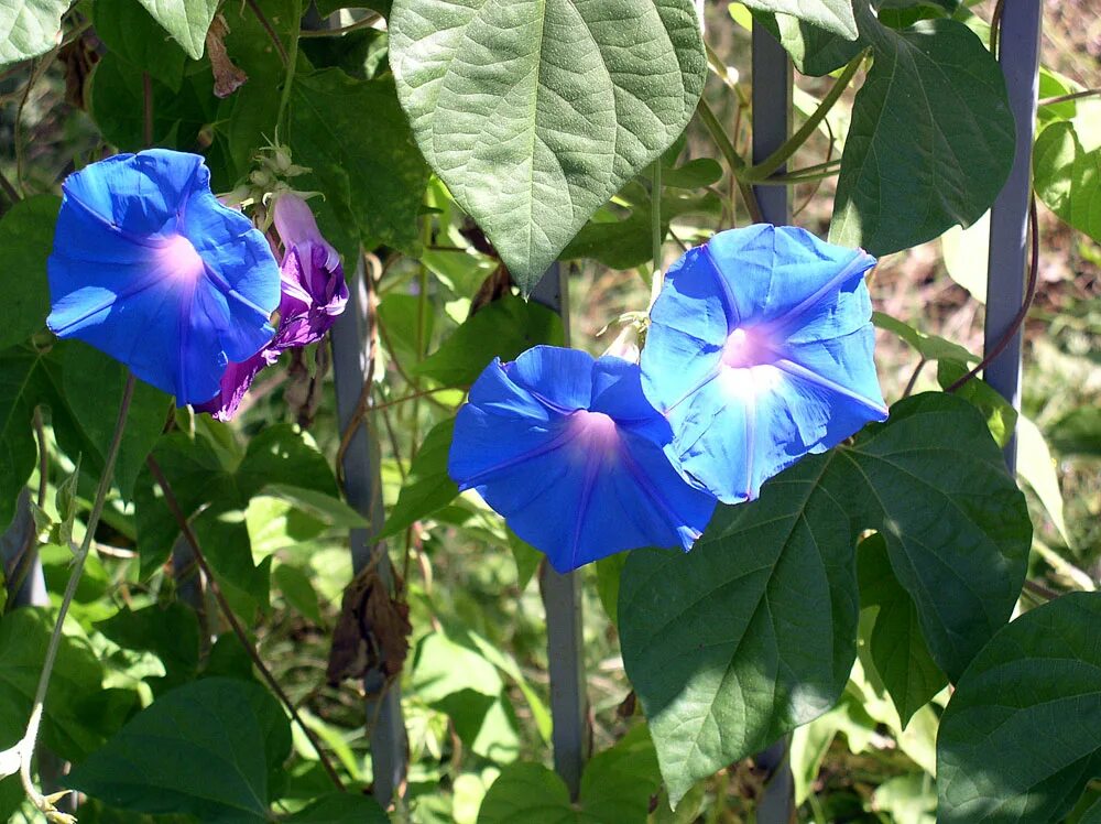 ипомея пурпурная. почему запретили выращивать ипомею. почему запретили выращивать ипомею. ипомея фарбитис. ипомея жизель.