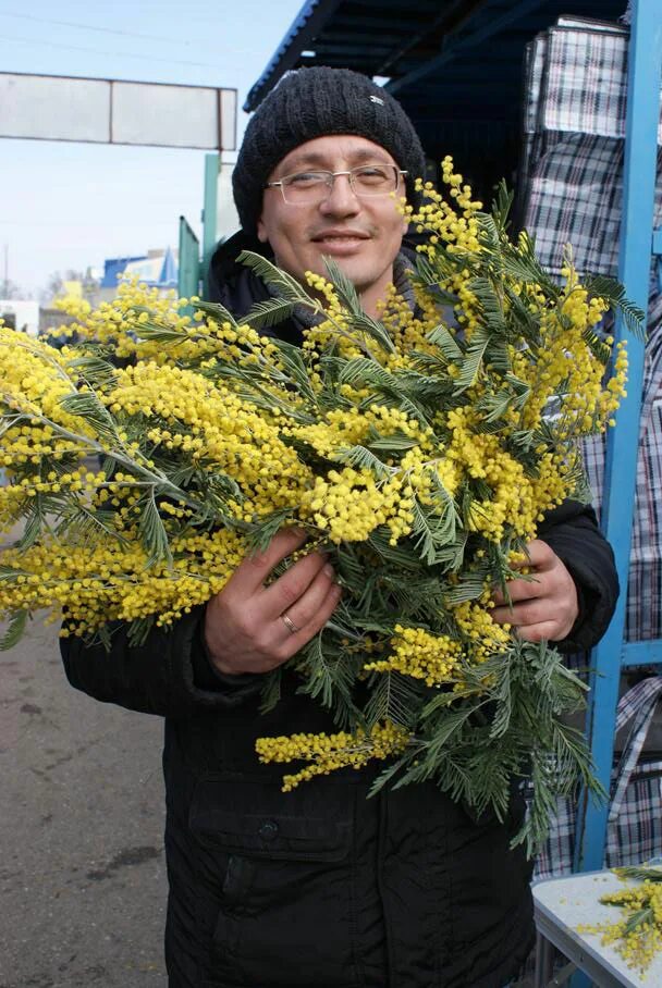 Мужчина с мимозой. Букет мимозы. Мужчина дарит мимозы. Огромный букет мимозы. Можно ли ставить мимозу с тюльпанами