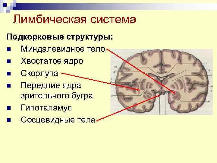 Усиленный в базальных отделах. Анатомия подкорковых структур головного мозга. Подкорковые образования конечного мозга. Подкорковые функции головного мозга. Функция чечевицеобразного ядра головного мозга.