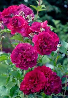 Rose 2016