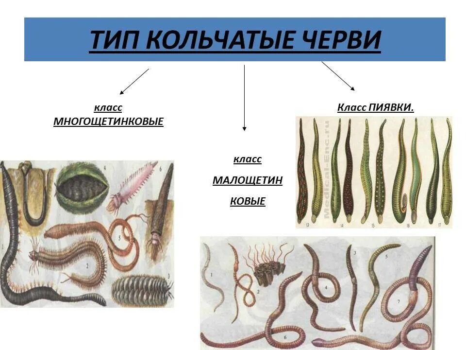 Кольчатые ленточные черви. Кольчатые черви и плоские черви. Круглые черви 2) кольчатые черви. Тип кольчатые черви представители.