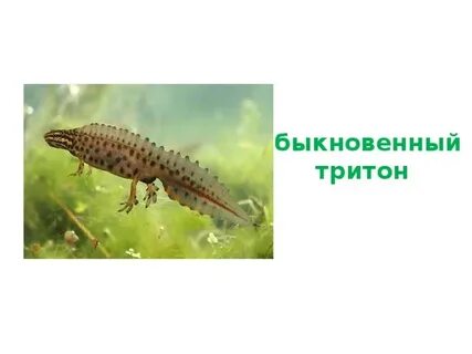 Тритон непрямое развитие