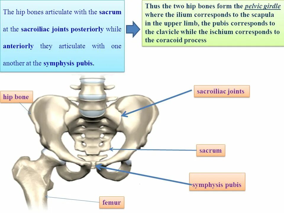 Hip Bone. The lower Branches of the pubic Bones form the symphysis Angle, which is Called the pubic Arch. T. The bones form