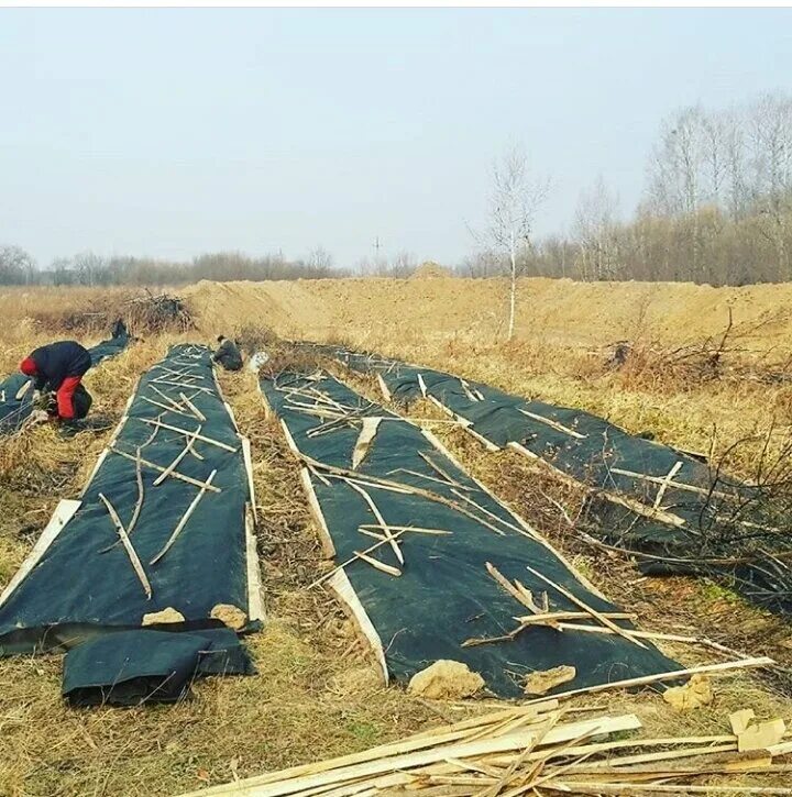 Можно ли укрыть клубнику. Укрытие клубники. Укрытие клубники на зиму. Укрыть клубнику на зиму. Каркасы для укрытия клубники.