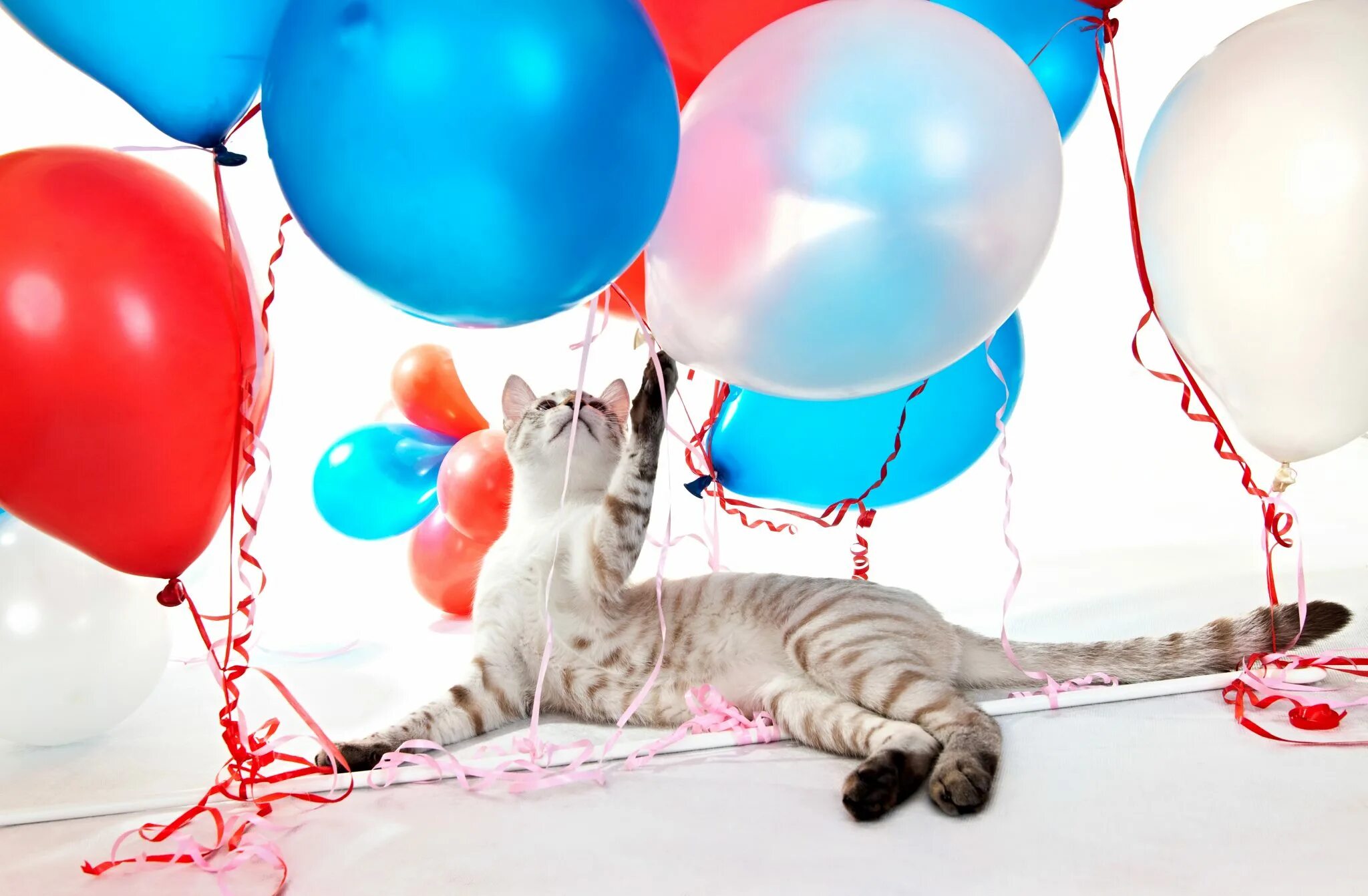 Кошка с воздушными шариками. Кошка с воздушными шарами. Кот на воздушных шариках. Коты шарики. Котик с воздушным шариком.