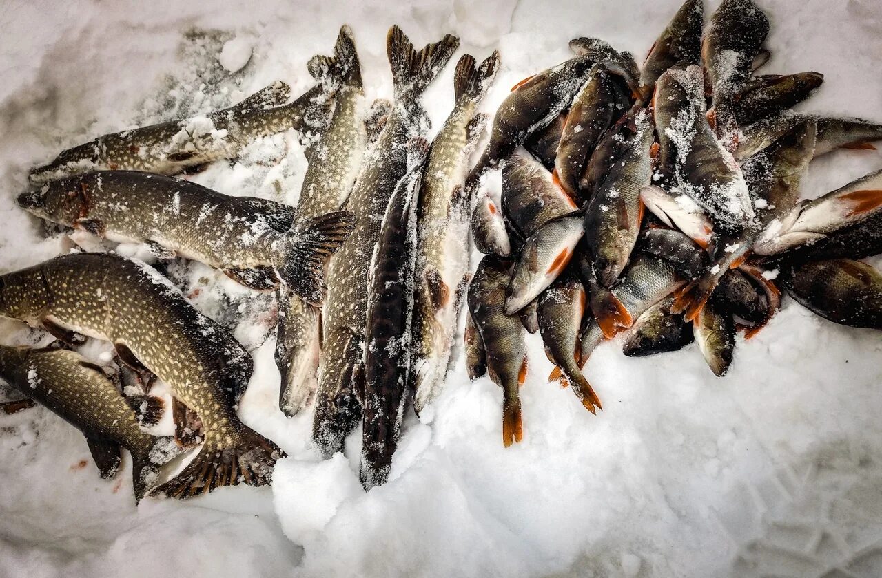 самарская область рыбхоз. рыбалка на самарке. самарское рыболовства. рыбы самарской области. самарское рыболовства.