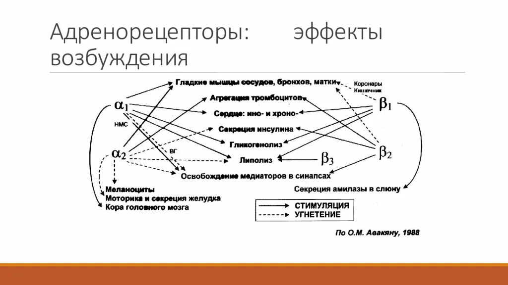 Эффекты альфа адренорецепторов. Альфа и бета адренорецепторы схема. В2 адренорецепторы расположены. Альфа 2 адренорецепторы локализация. А2 адренорецепторы механизм.