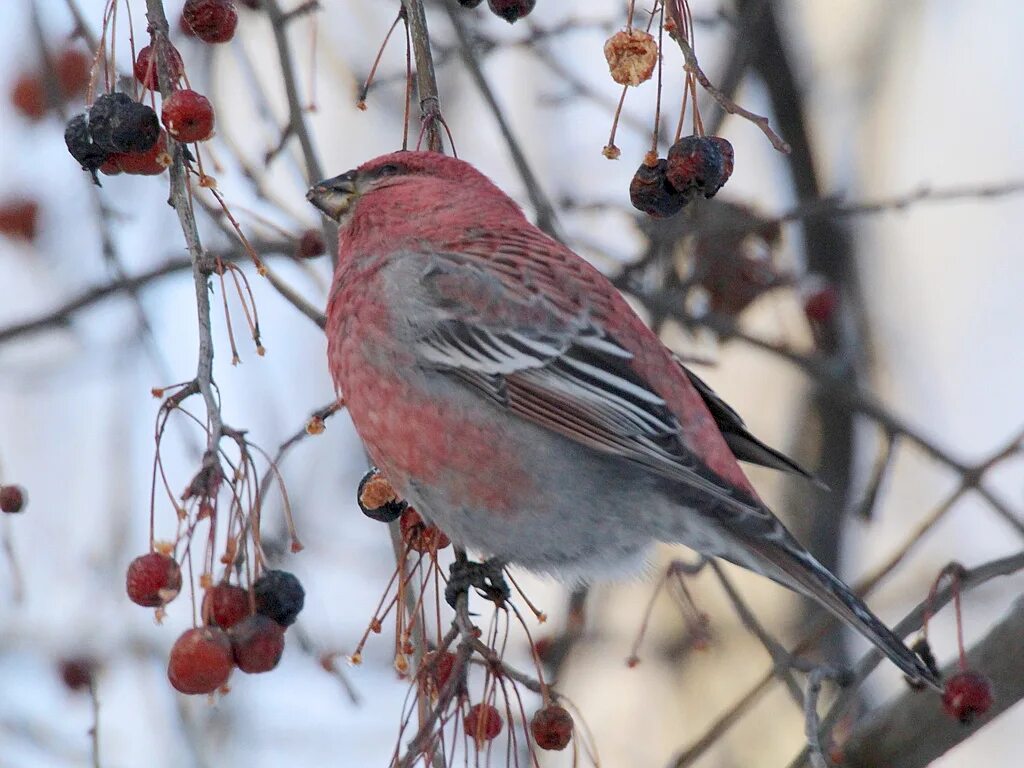 Птица щур фото и описание Male Pine Grosbeak (Pinicola enucleator) Burnaby, BC