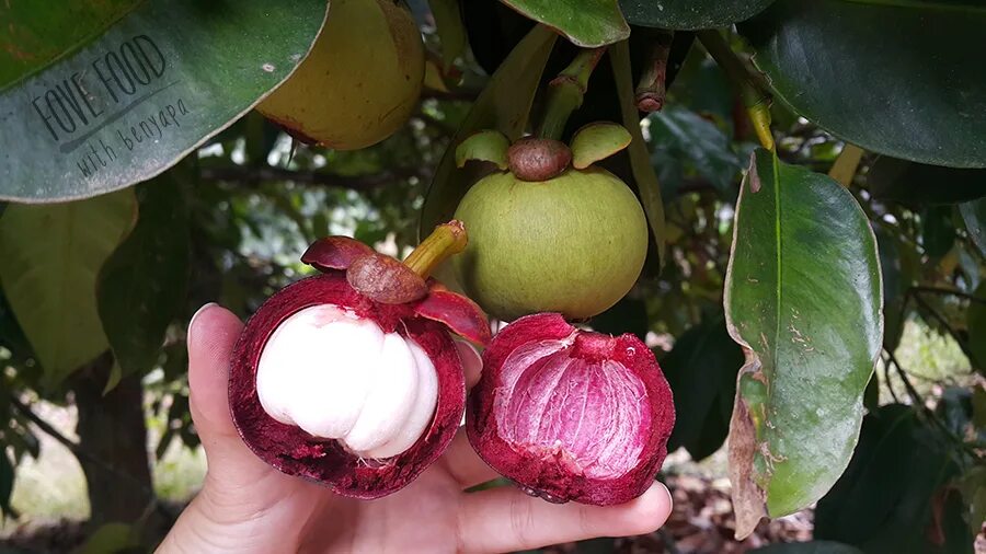 Гарциния мангустин. Орех мангустин. Гарциния мангустин. Гарциния мангустин. Гарциния мангустин.