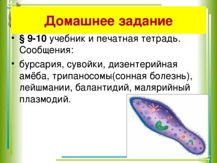 Инфузория лямблия
