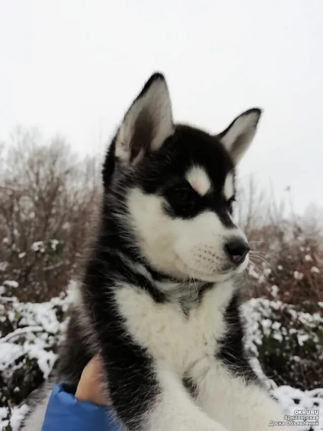 Анжеро-судженск отдам животных 25. Хаски магнитогорск. Хаски и кот. Хаски магнитогорск. Отдам хаски в хорошие руки.