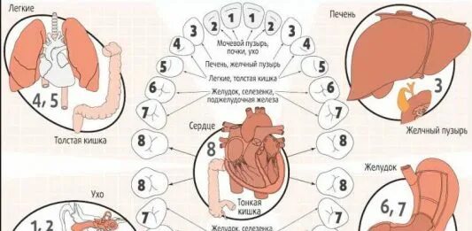Связь зубов с органами. Связь зубов с органами в организме человека. Взаимосвязь зубов и внутренних органов. Зубы и органы взаимосвязь. Взаимосвязь зубов с организмом.