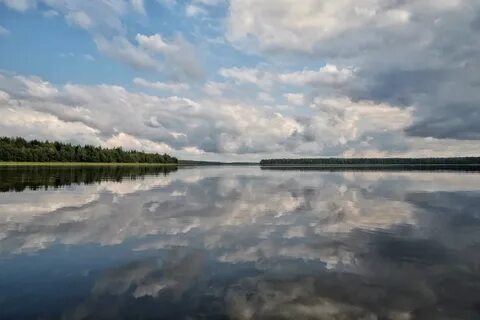 Любимка селигер