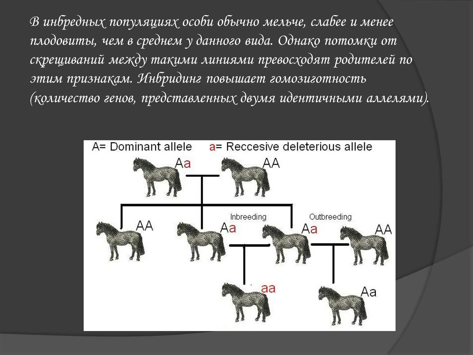 Инбредная линия в селекции. Близкородственное скрещивание. Инбредные линии животных. Инбридинг в селекции животных. Простой инбридинг