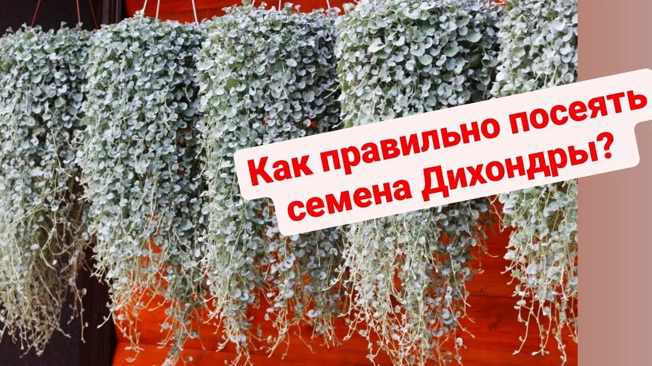 Дихондра посев семян на рассаду хитрости. Дихондра серебристый водопад. дихондра серебристый водопад аэлита. дихондра серебряный водопад семена алтая. дихондра посев семян на рассаду.