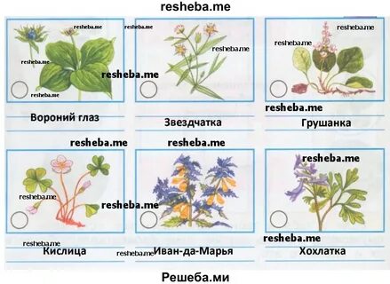 Атлас определитель 4 класс окружающий мир леса