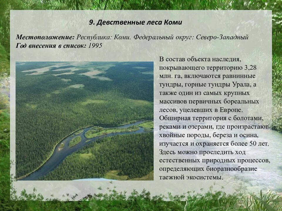 Леса коми где. Девственные леса Коми (1995). Объекты Всемирного наследия Коми. Девственные леса Республики Коми. Леса Коми сообщение.