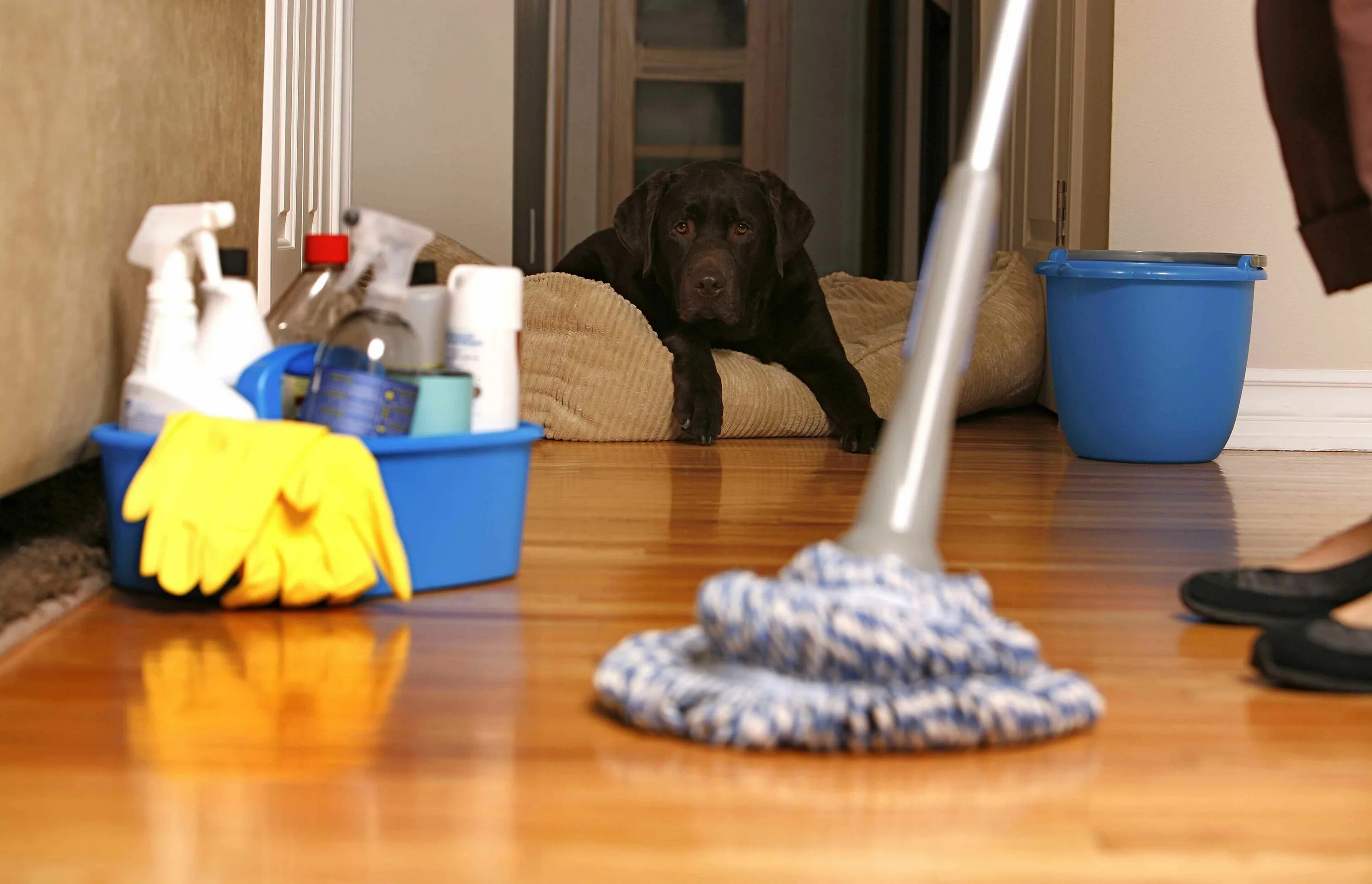 Clean up the house