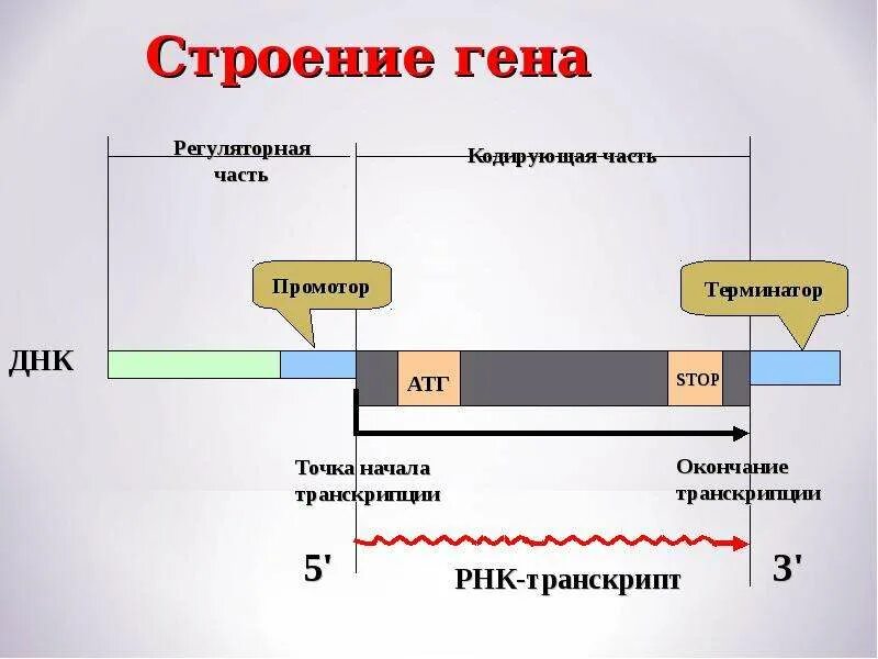 Ген структура Гена. Структура Гена эукариот. Структура Гена рисунок. Современное строение Гена.