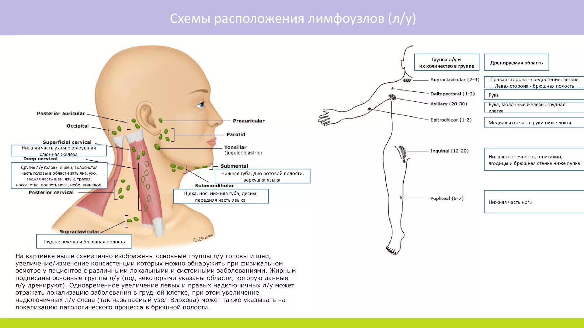 Воспаленные лимфатические узлы на шее сзади. Лимфоузлы на шее у ребенка где находятся. Опухшие околоушные лимфоузлы. Лимфоузлы на шее расположение схема у взрослых. Подчелюстные лимфоузлы строение.