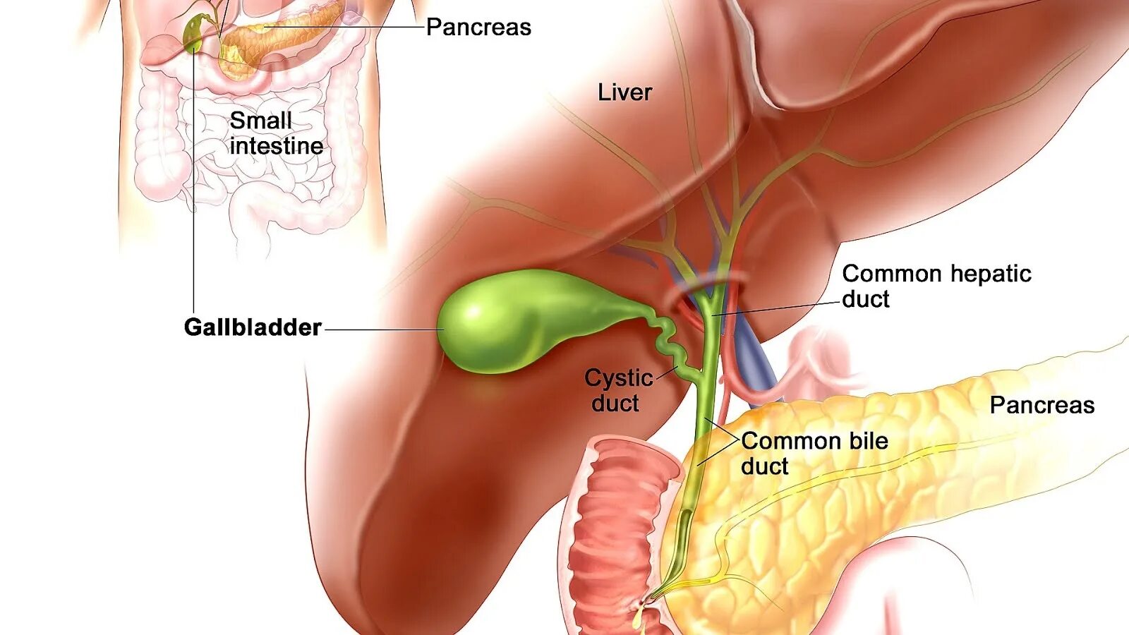 Пузырный проток печени. Печень и желчный. Печень и желчный пузырь. Желчный расположение. Кишечник желчный пузырь печень