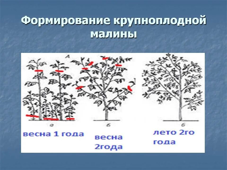 Малиновое дерево Таруса формирование куста. Малина Таруса малиновое дерево обрезка. Формировка штамбовой малины. Обрезка штамбовой малины Таруса.