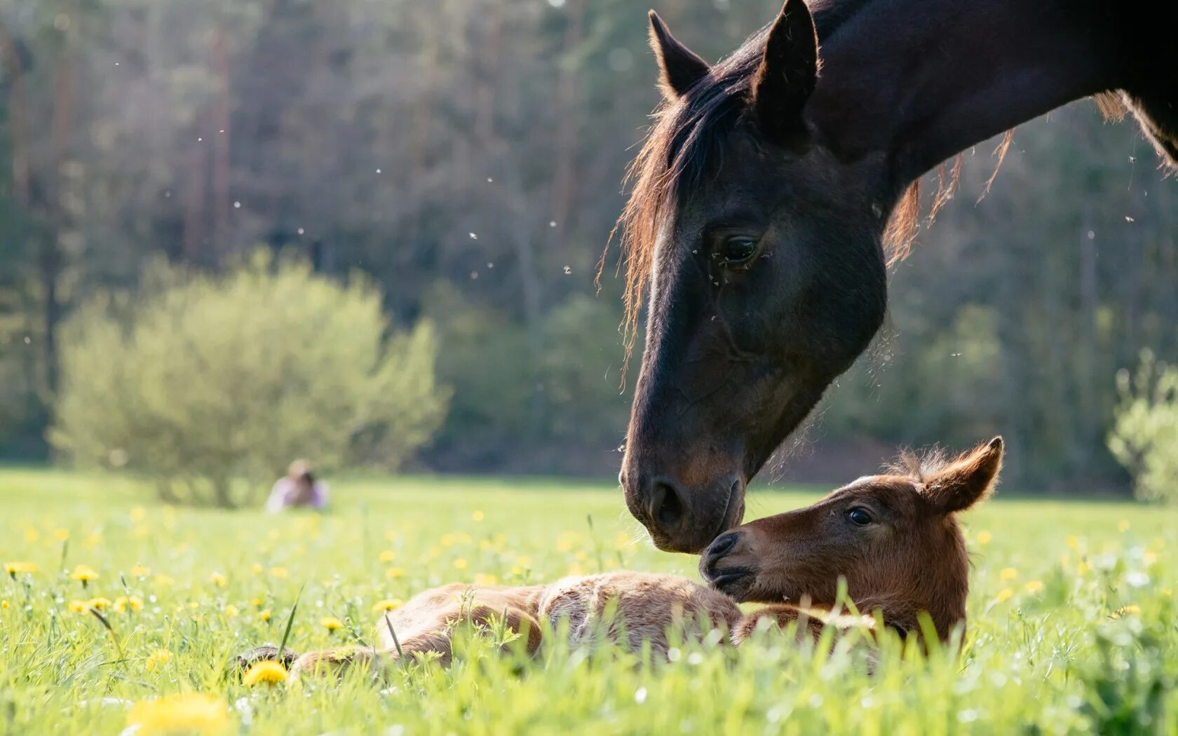 0 horses. Конь кобыла жеребенок. Лошадь с жеребенком. Лошади на природе. Кобыла с жеребенком.