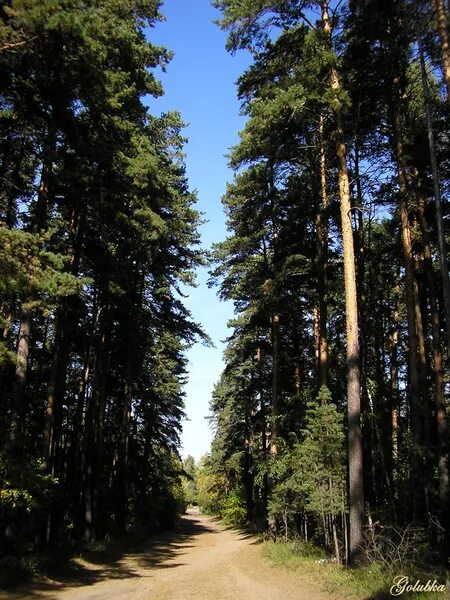 В челябинском лесу