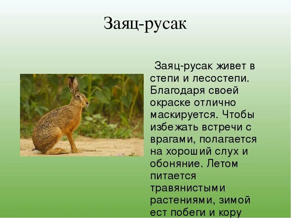 Заяц русак рассказ. Заяц-русак красная книга краткое описание. Русак какой рассказ. Заяц русак доклад. Заяц русак рассказ.