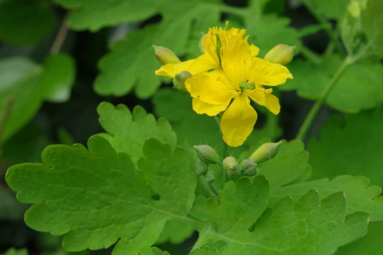 Чистотел Chelidonium majus. Чистотел большой (Chelidonium majus l.). Чистотел соцветие. Чистотел большой Chelidonium majus l. сырье. Чистотела можно в домашних условиях