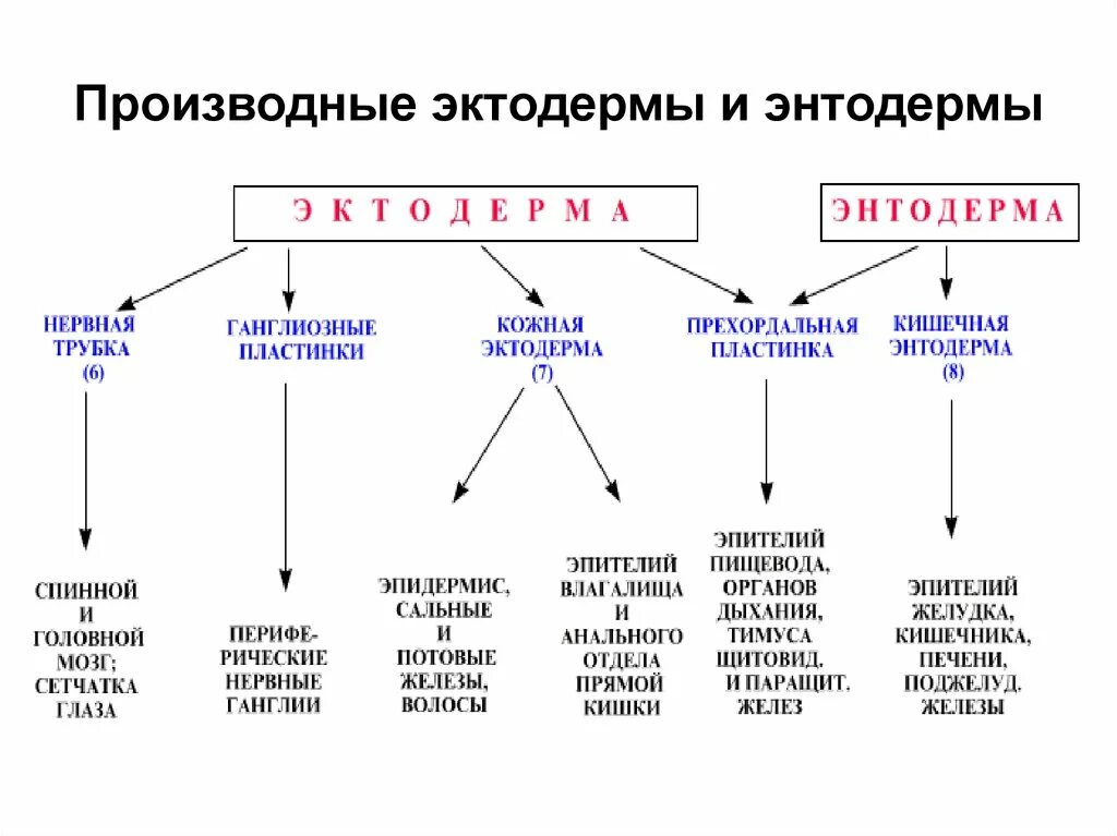 Что развивается из мезодермы. Перечислите производные эктодермы, мезодермы и энтодермы.. Производные эктодермы в эмбриогенезе человека. Производные кожной эктодермы гистология. Эктодерма производные зародышевых листков.