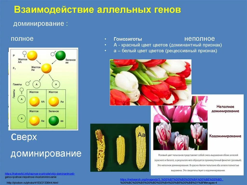 Кодоминирование неполное доминирование сверхдоминирование. Типы взаимодействия полное доминирование. Взаимодействие аллельных генов. Взаимодействие аллельных генов доминирование. Полное неполное кодоминирование