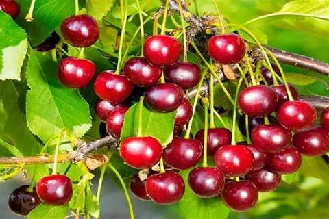 Сорт вишни апухтинская