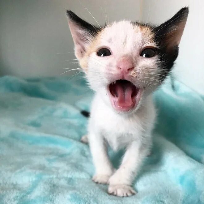 кот с открытым ртом